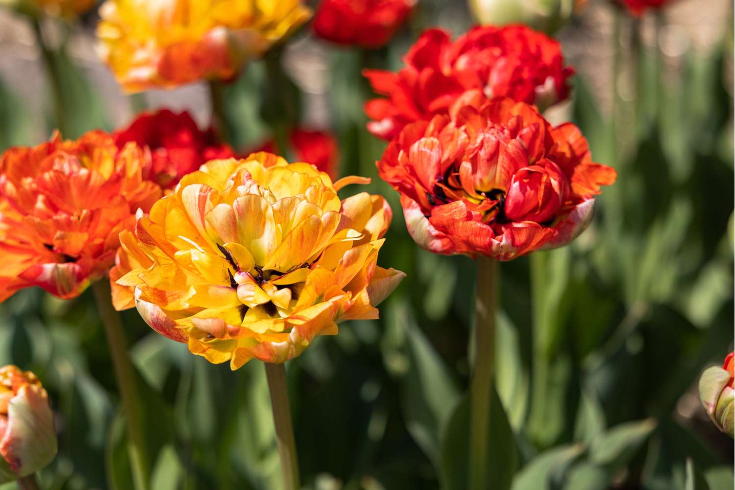 Tulpe 'Gudoshnik'